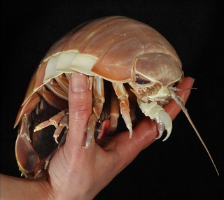 Illustration for article titled The Alfa Tipo 163 Concept Car Looks Like a Giant Isopod